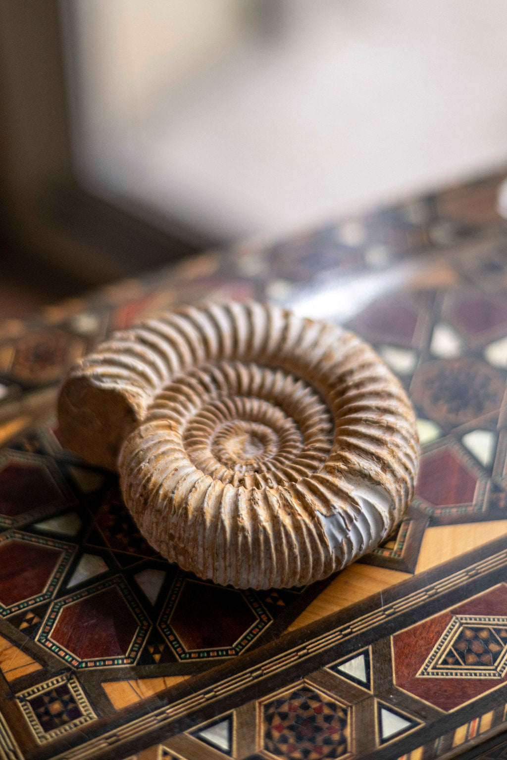 Tu connais l’ammonite ? Je te dis tout sur cette pierre