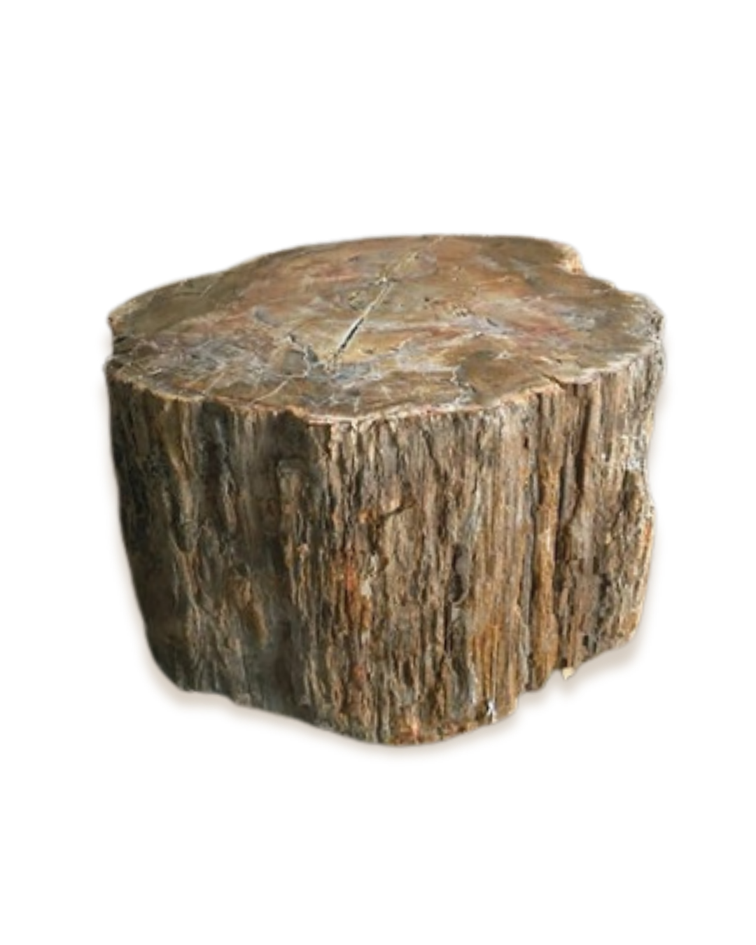 Bois fossilisé - Pierres d'exception