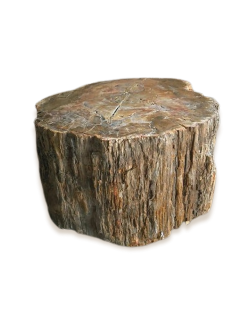 Bois fossilisé - Pierres d'exception