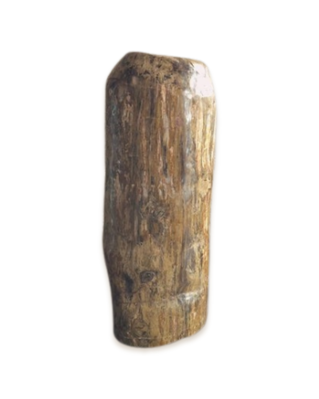 Bois fossilisé - Pierres d'exception