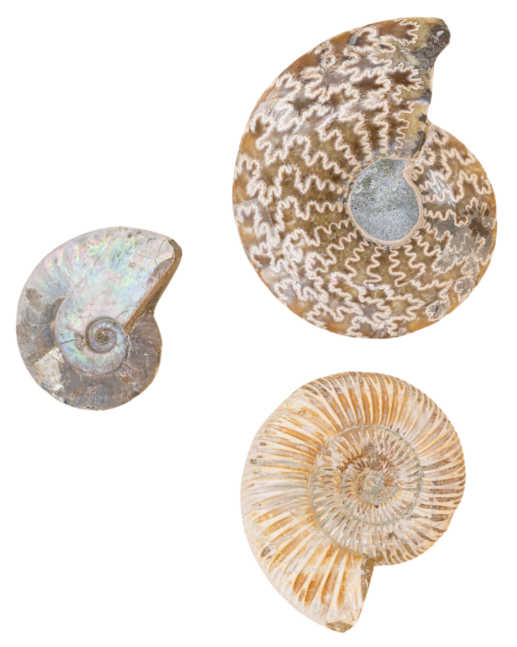 Ammonites