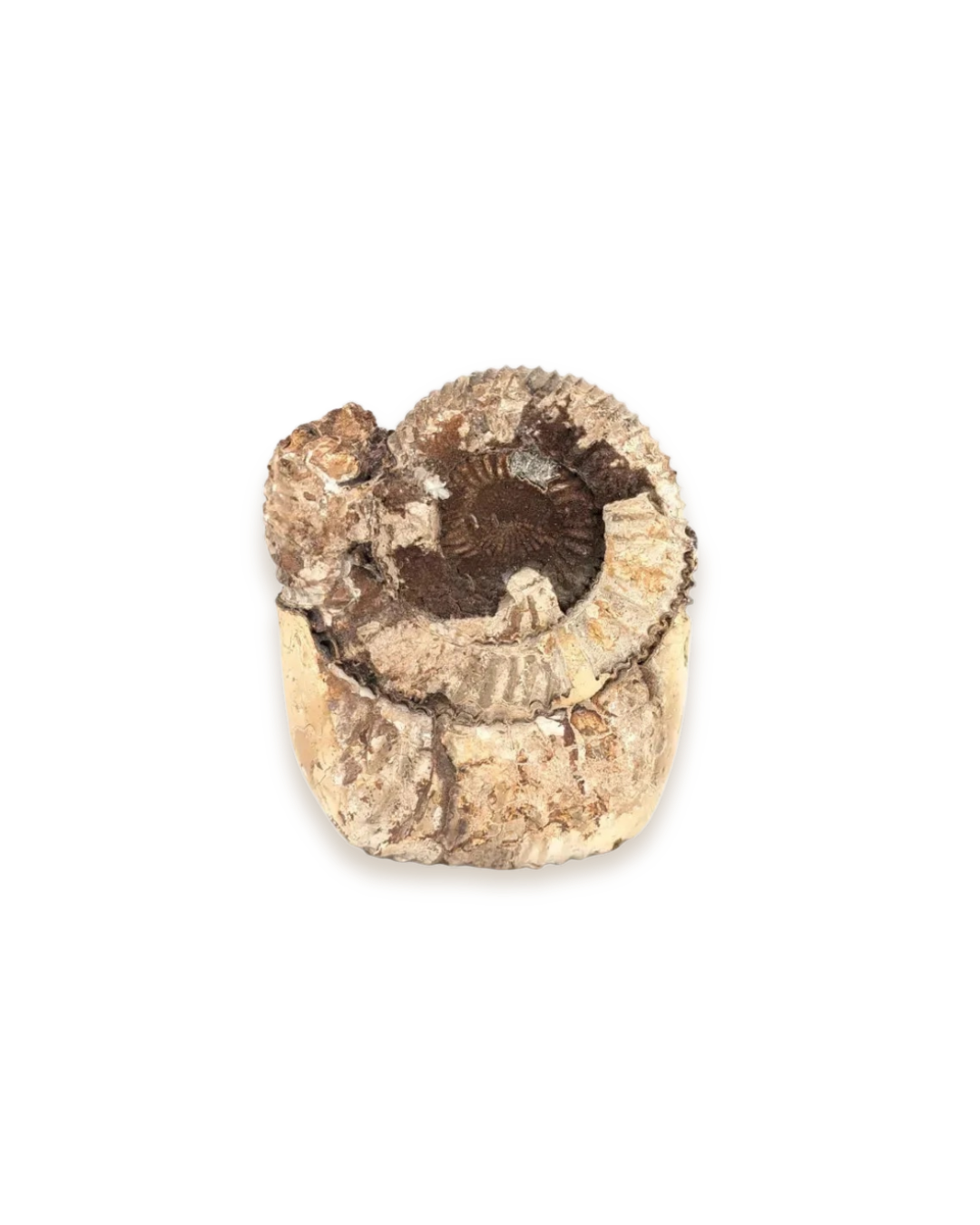 Ammonite sur septaria