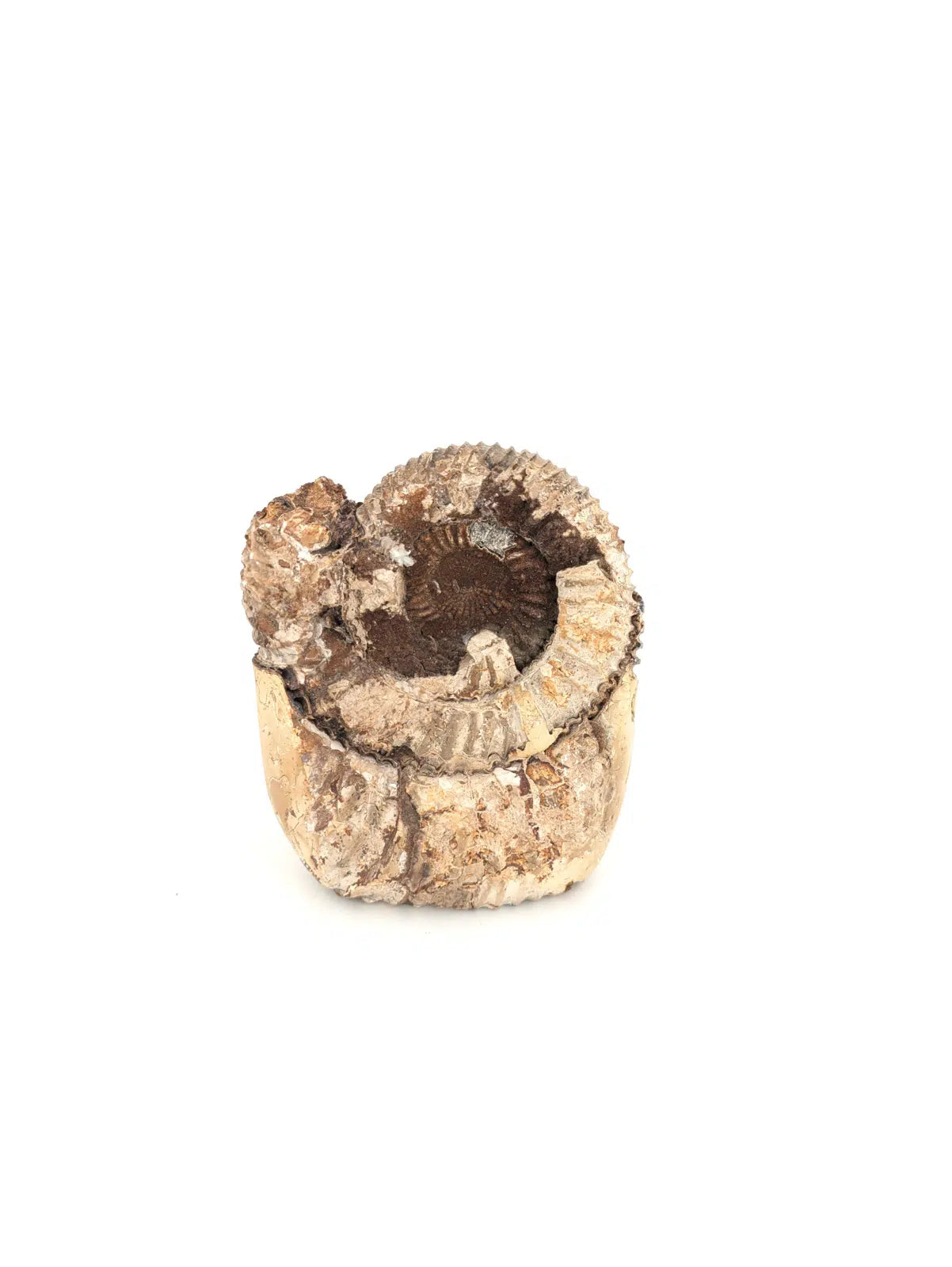 Ammonite sur septaria 407g