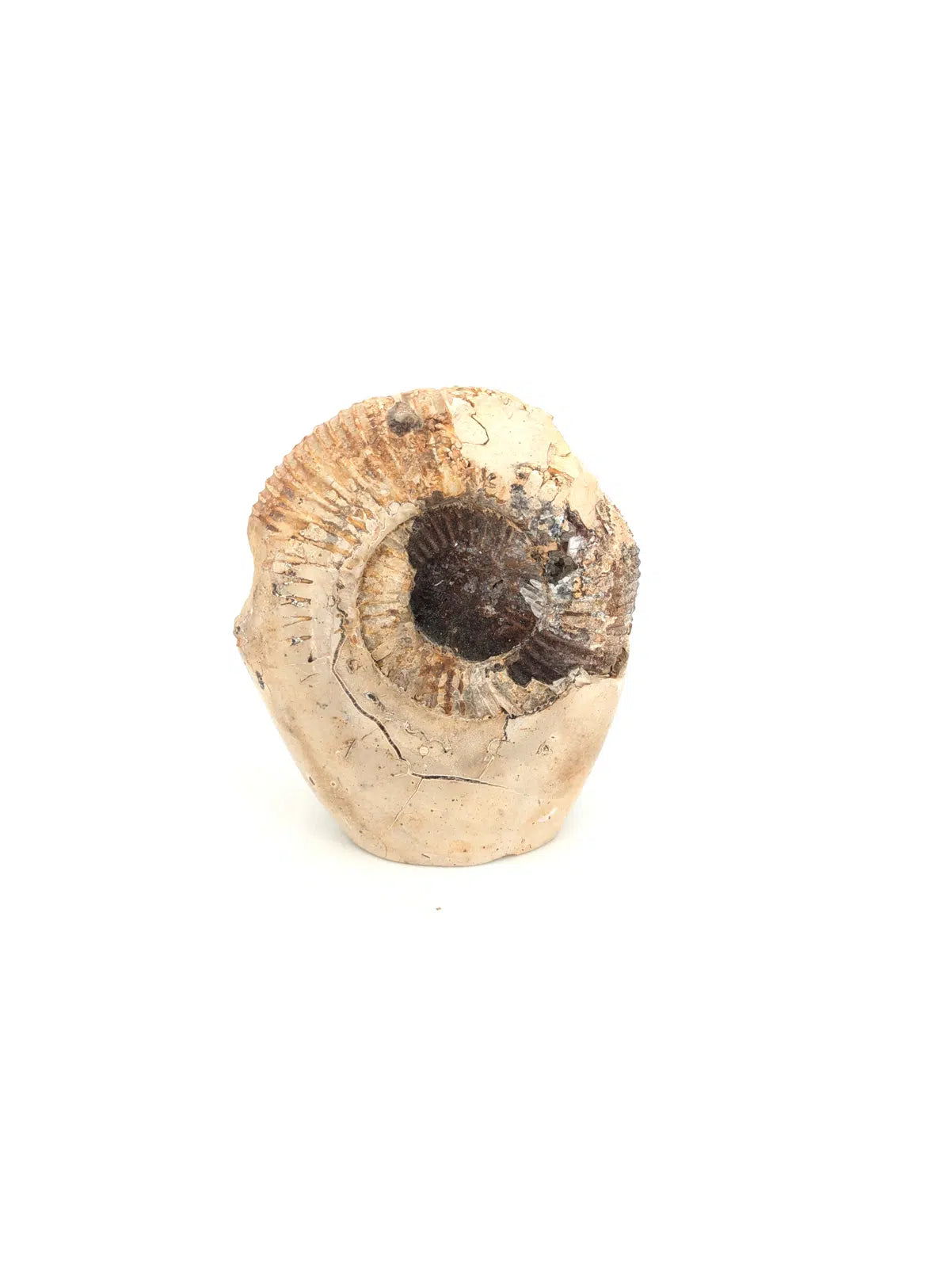Ammonite sur septaria 533g