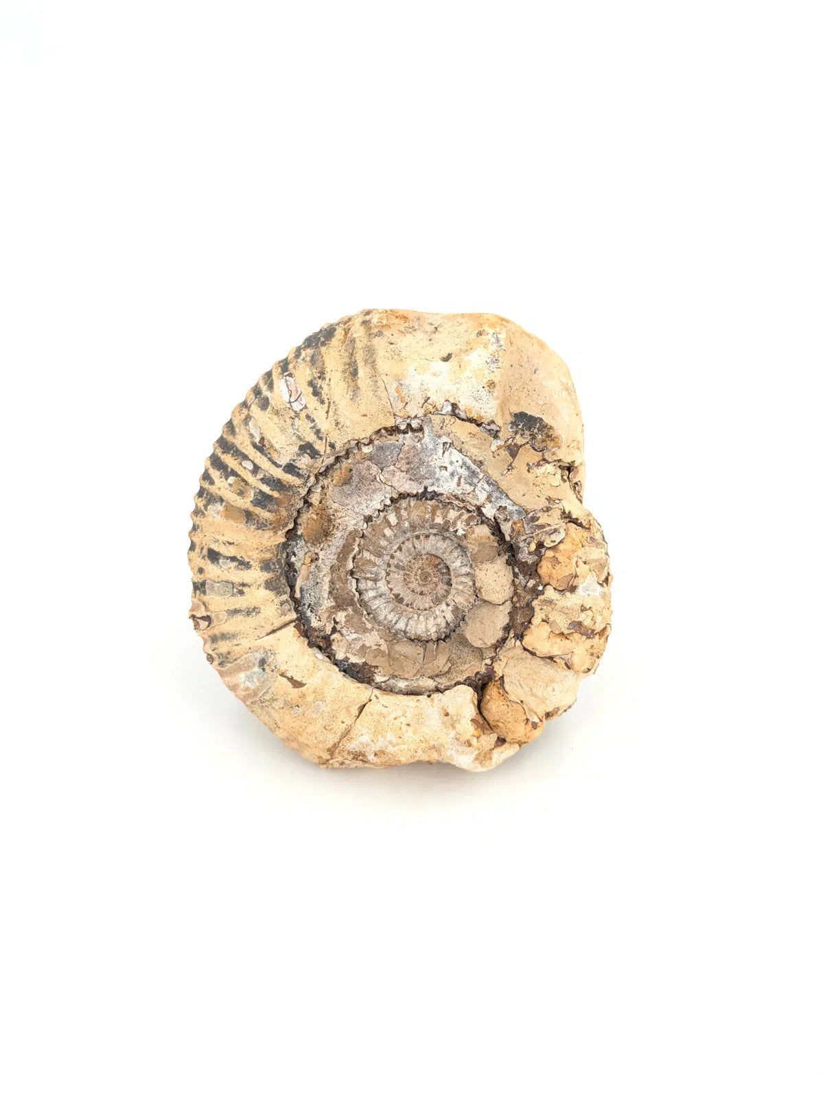 Ammonite sur septaria 634g