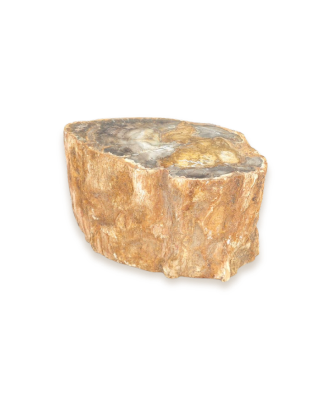 Bois fossilisé - Pierres d'exception
