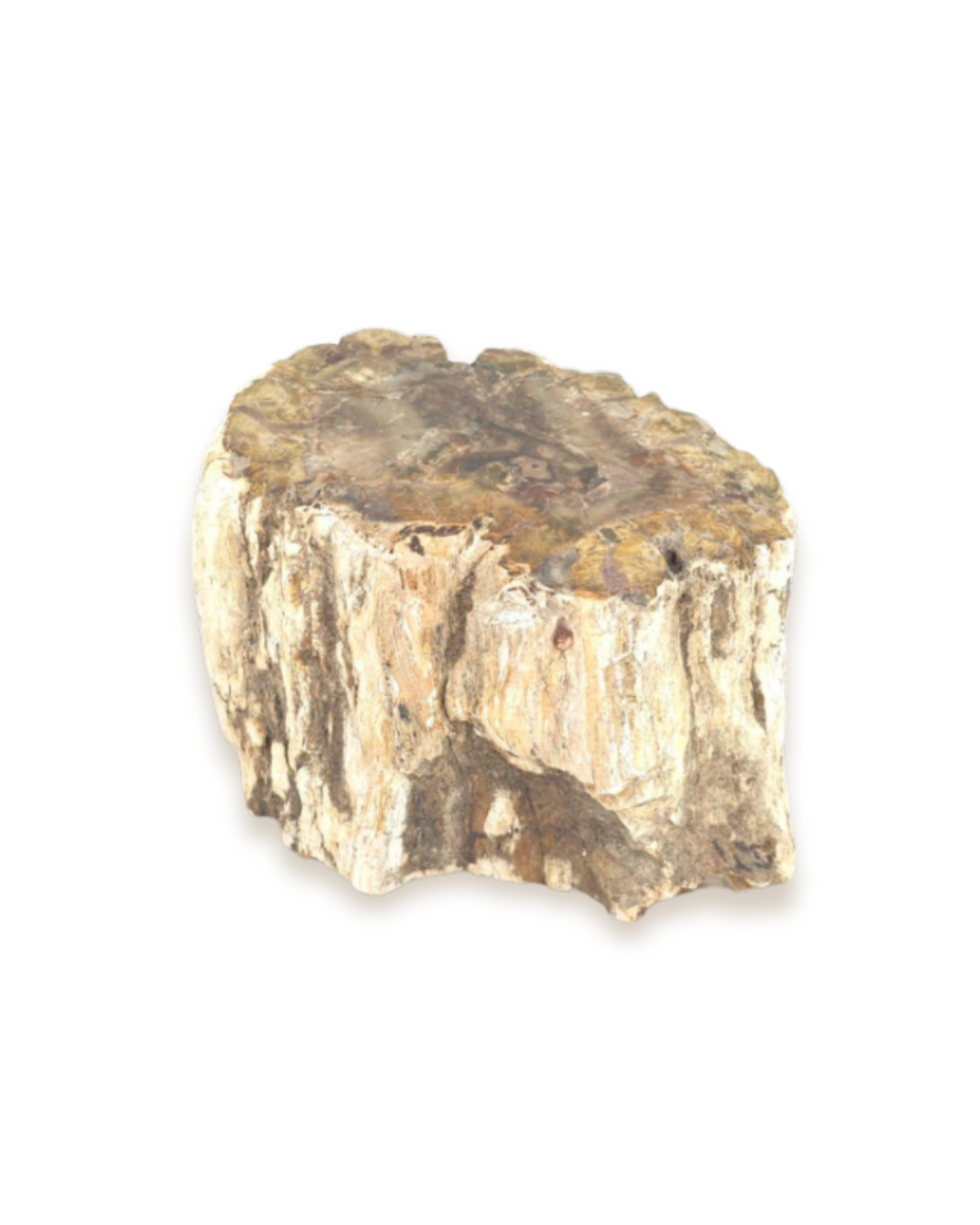 Bois fossilisé - Pierres d'exception