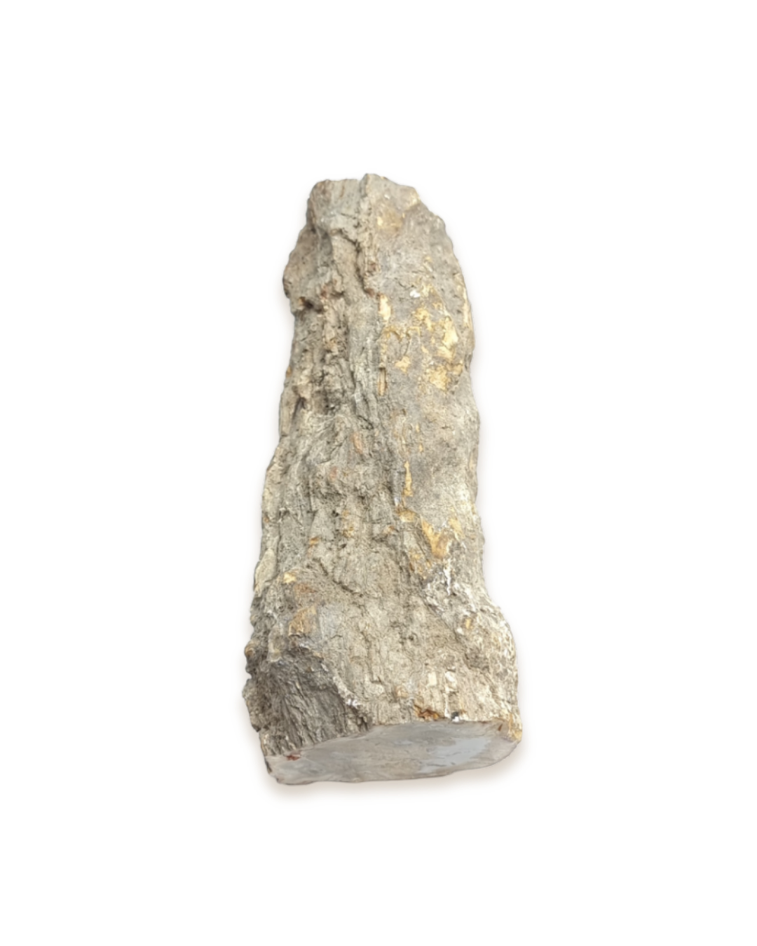 Bois fossilisé - Pierres d'exception