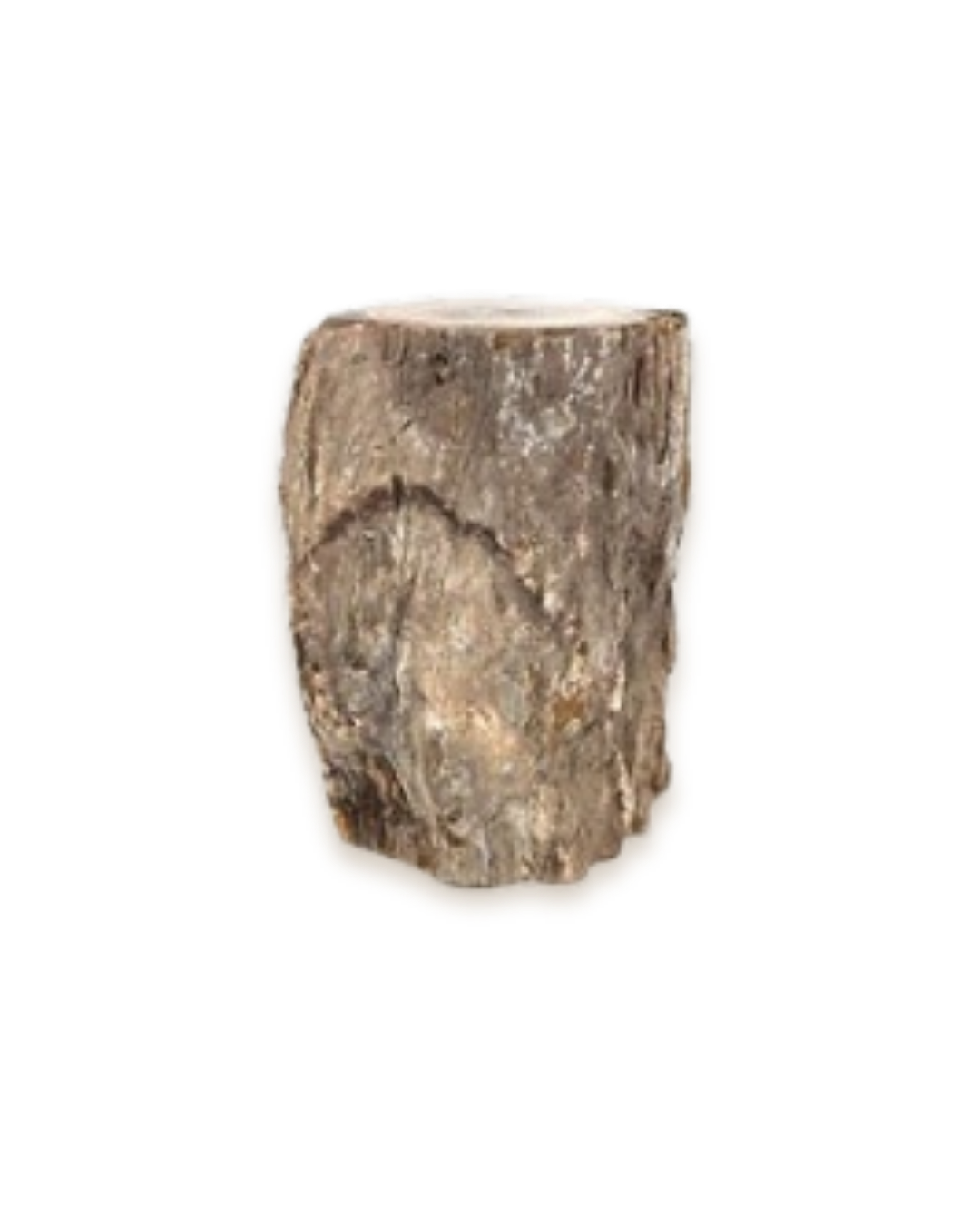 Bois fossilisé - Pierres d'exception