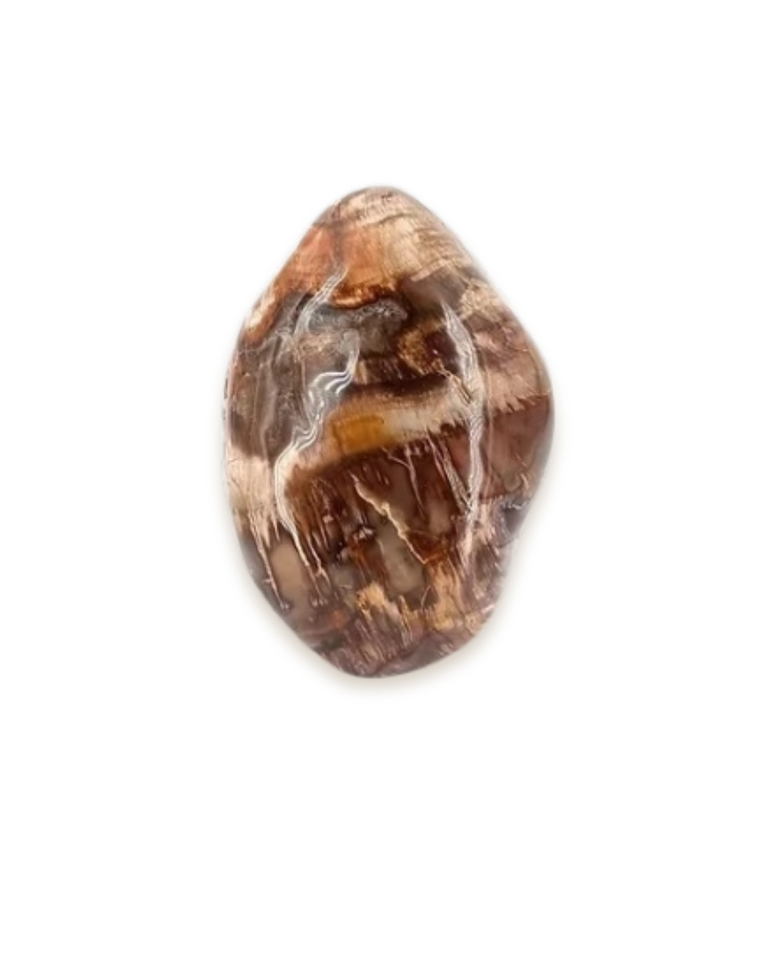 Bois fossilisé - Pierres d'exception