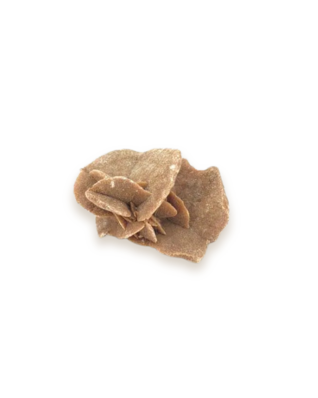 Rose des sables
