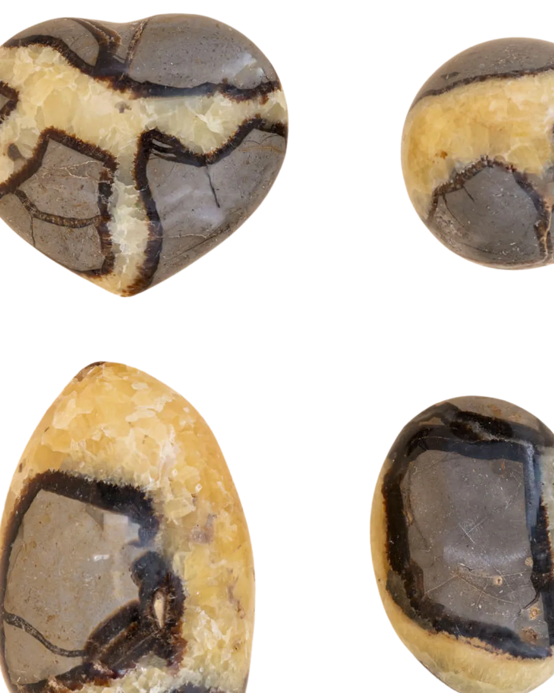 Septarias