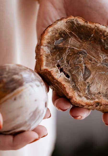 Le bois fossilisé