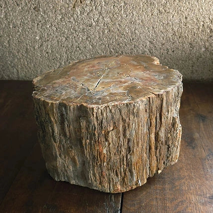 Bois fossilisé - Big Mamma