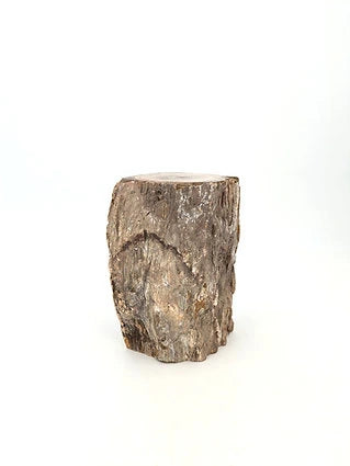 Bois fossilisé - Big Mamma