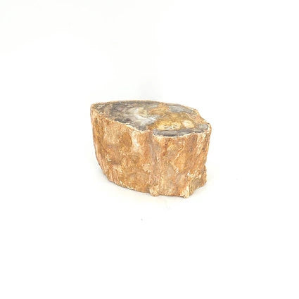 Bois fossilisé - Big Mamma