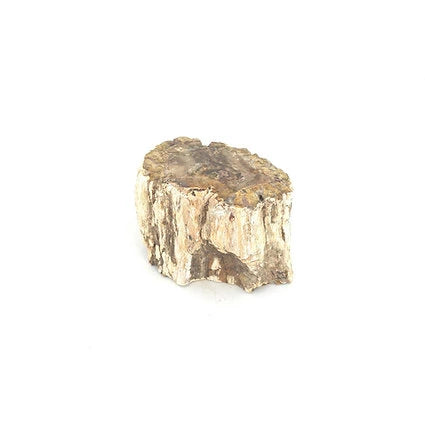 Bois fossilisé - Big Mamma