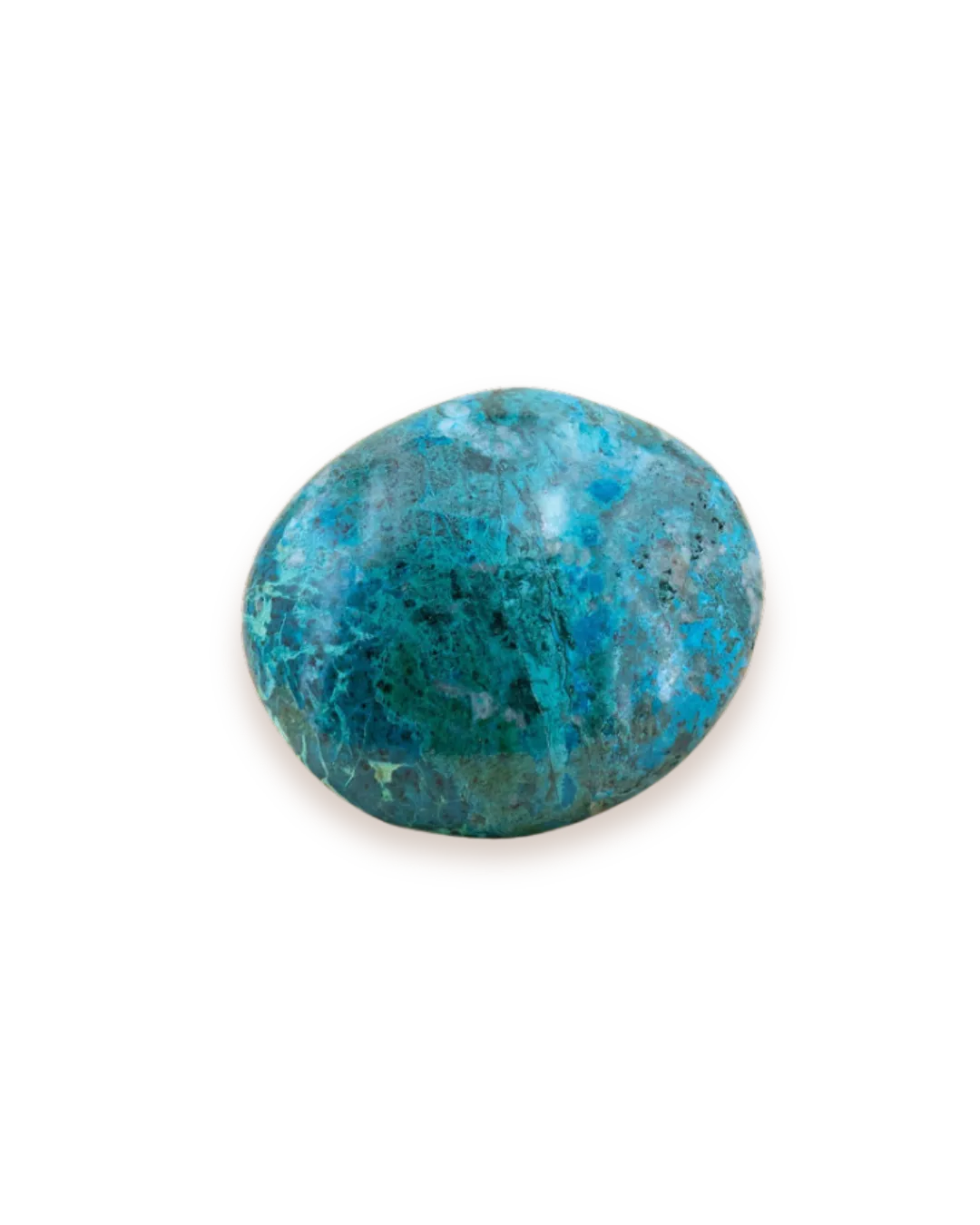 Chrysocolle_solo