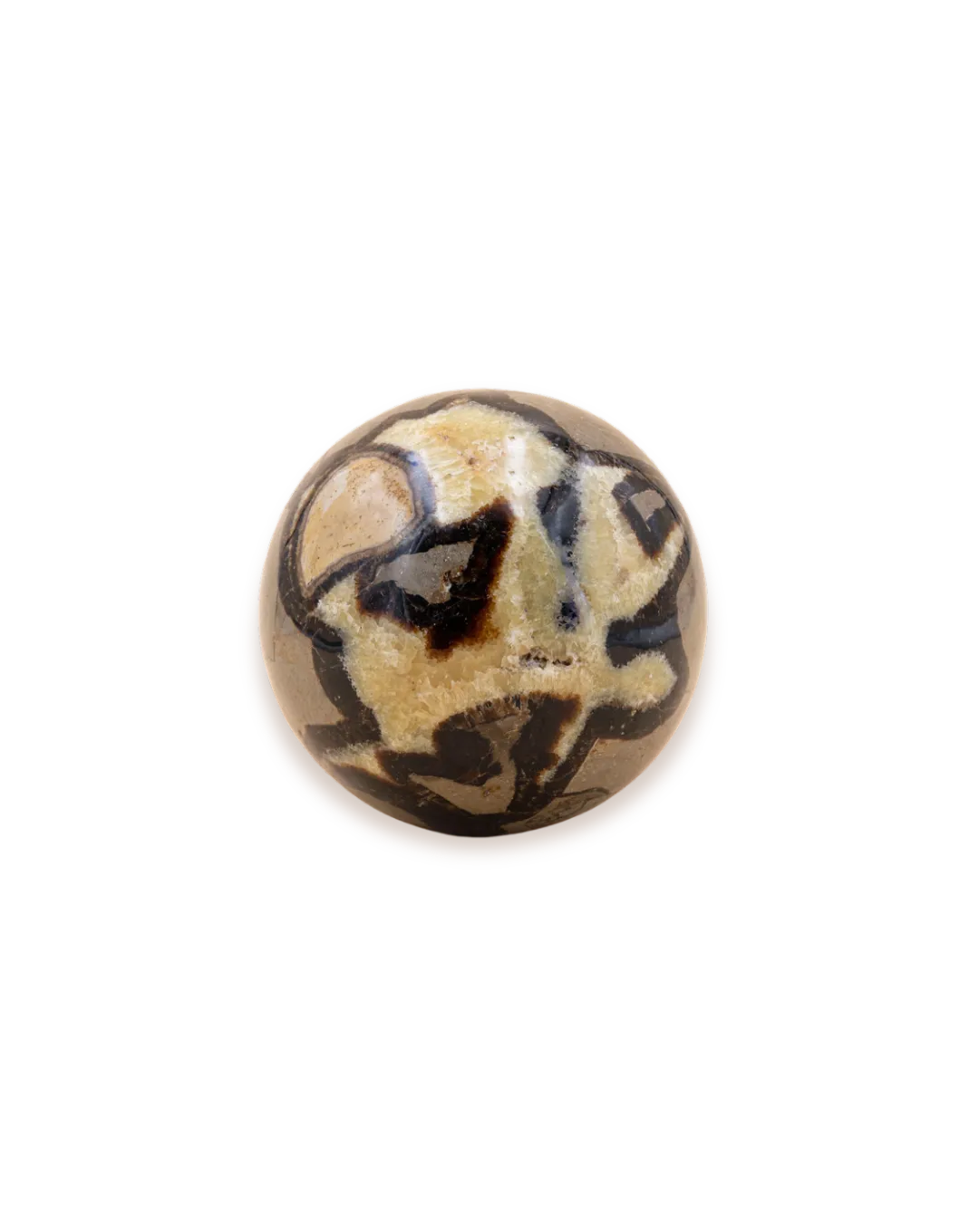 Septaria_solo_2