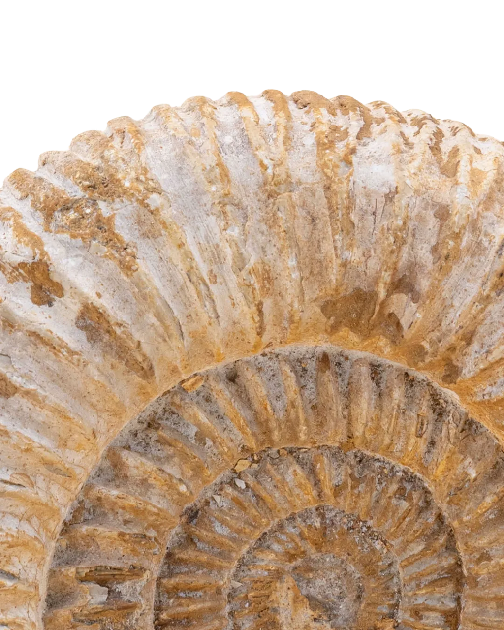 Ammonite_close-up
