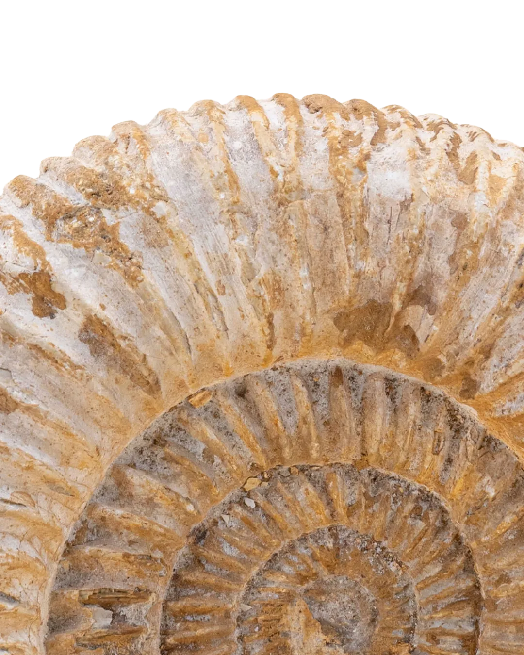 Ammonite_close-up