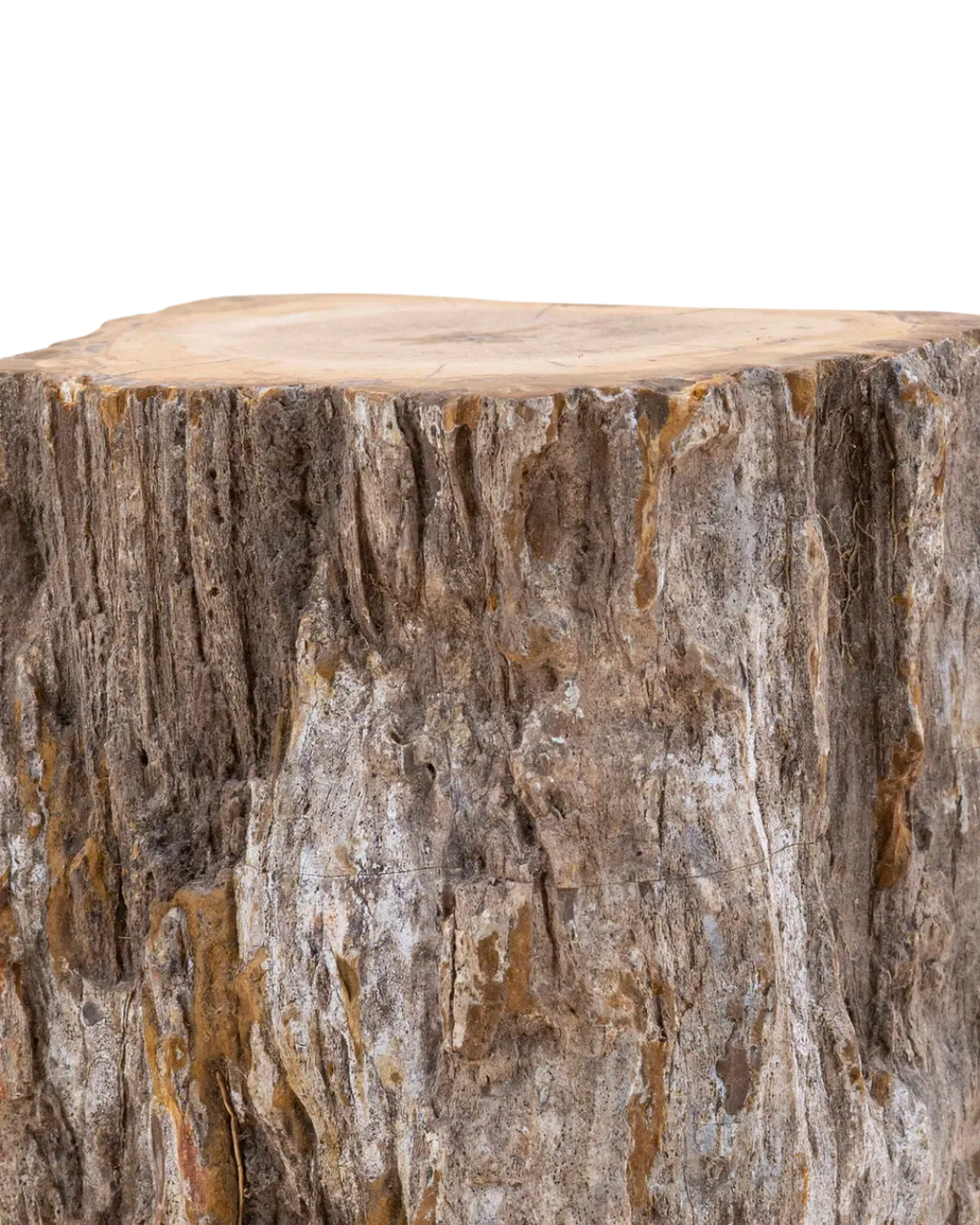 Bois fossilisé_close-up