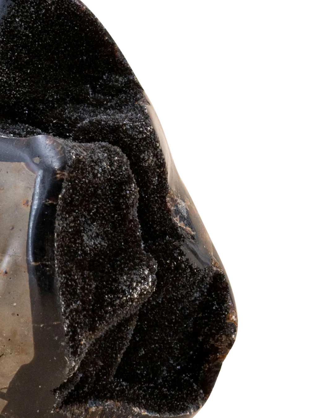 Septaria sauvage_close-up