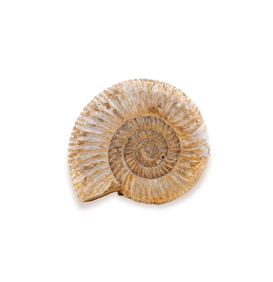 Ammonite