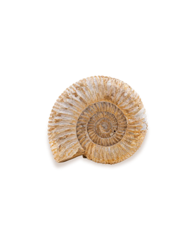 Ammonite_solo