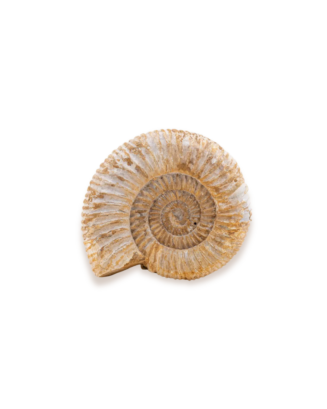 Ammonite_solo