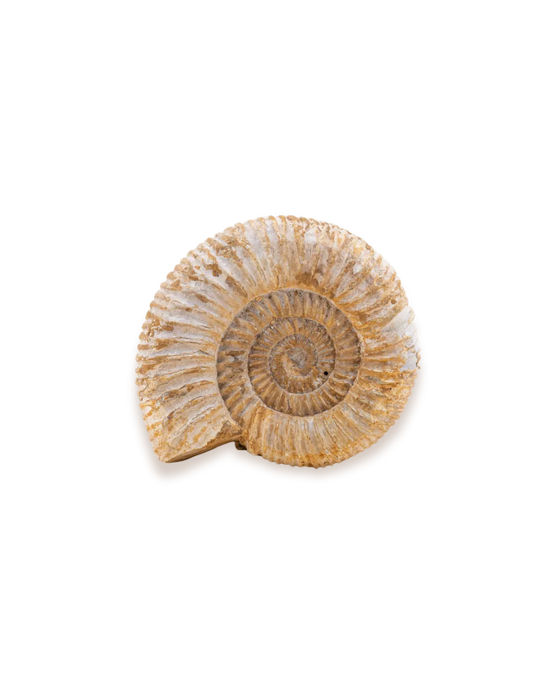 Ammonite