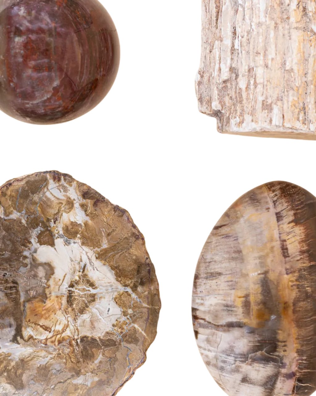 Bois fossilisé_image
