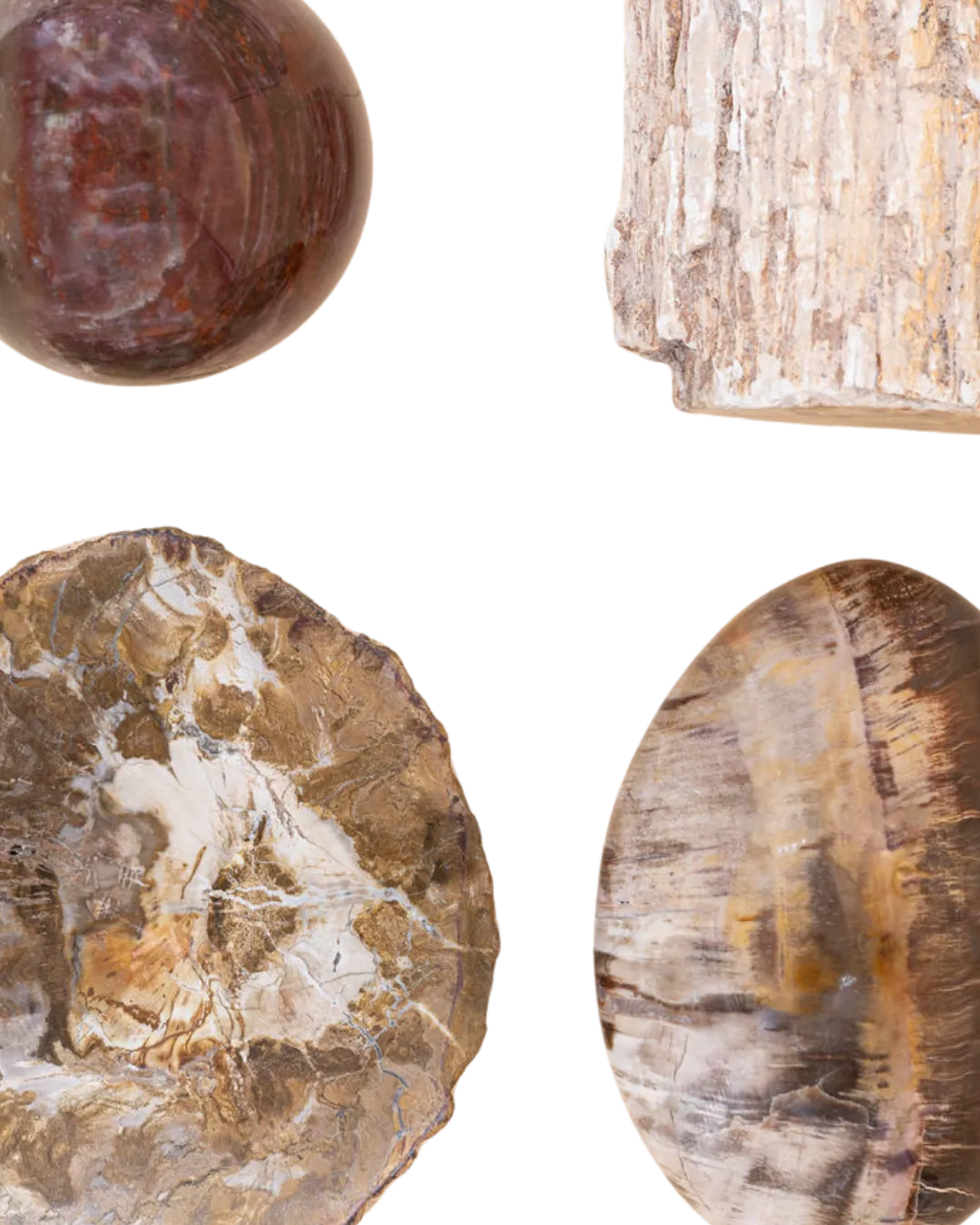 Bois fossilisé_image