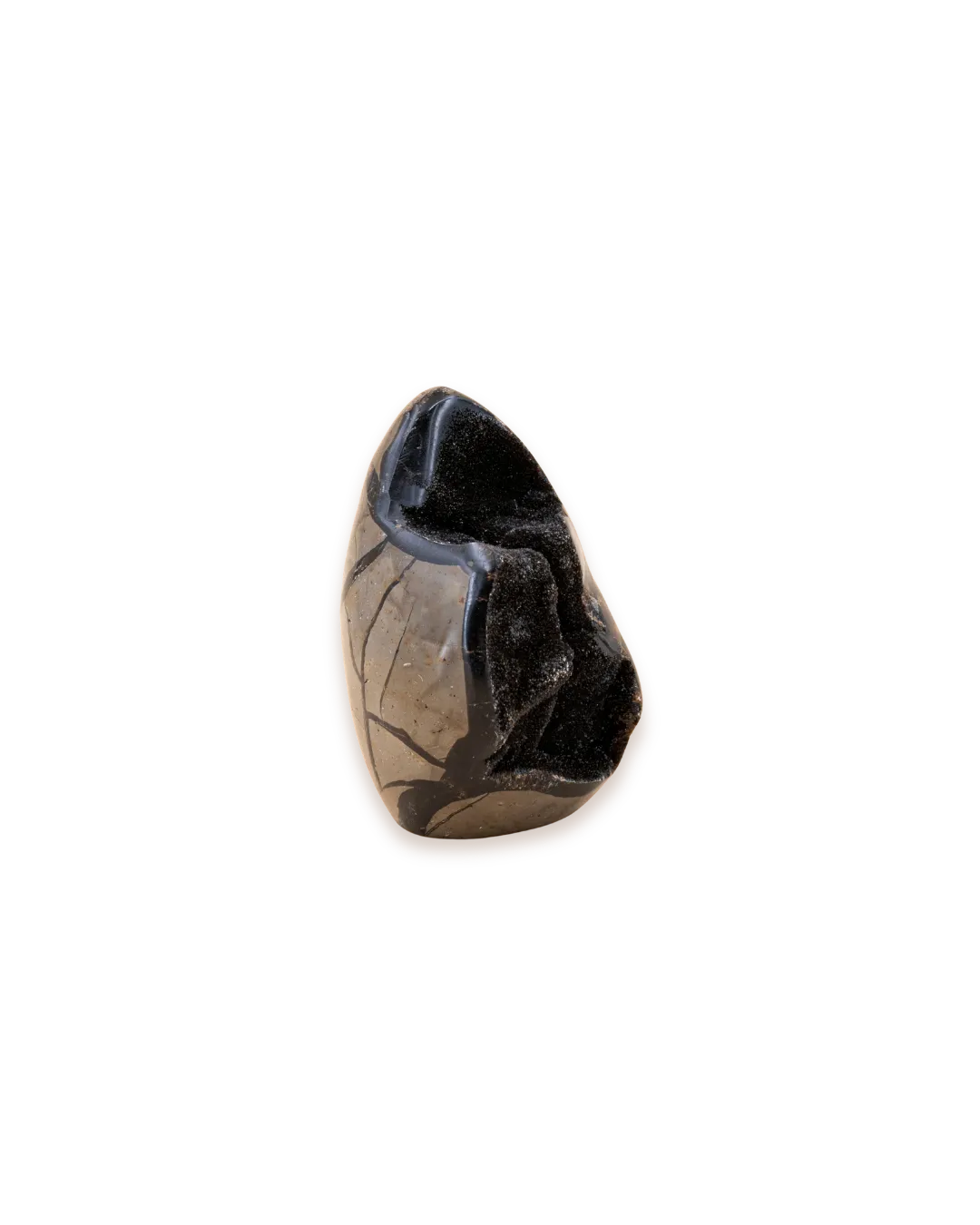 Septaria sauvage_solo