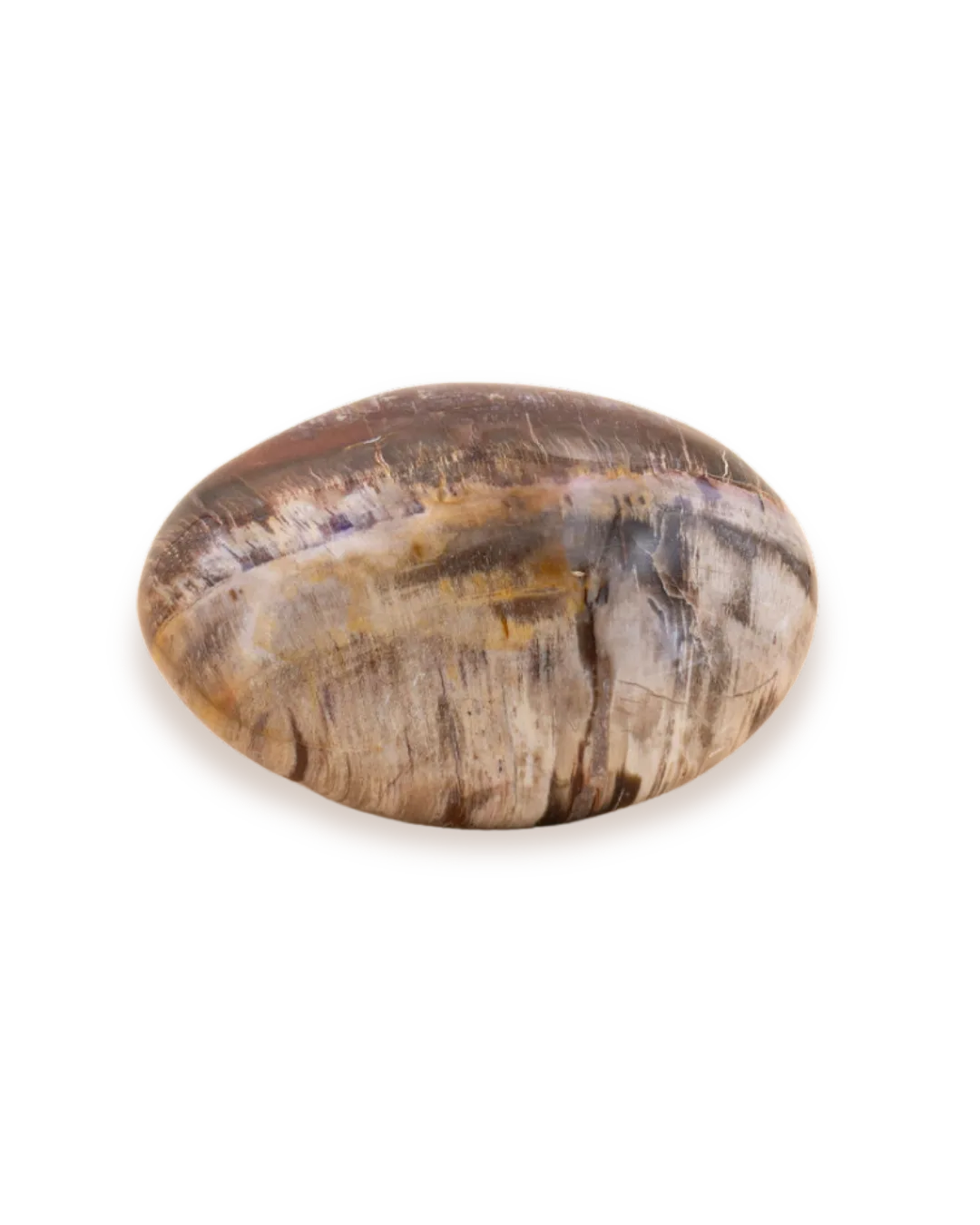 Bois fossilisé_solo