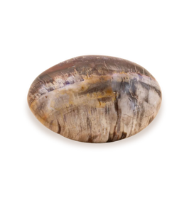 Bois fossilisé