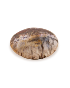 Bois fossilisé_solo