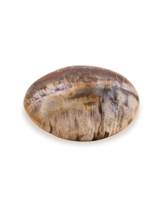 Bois fossilisé