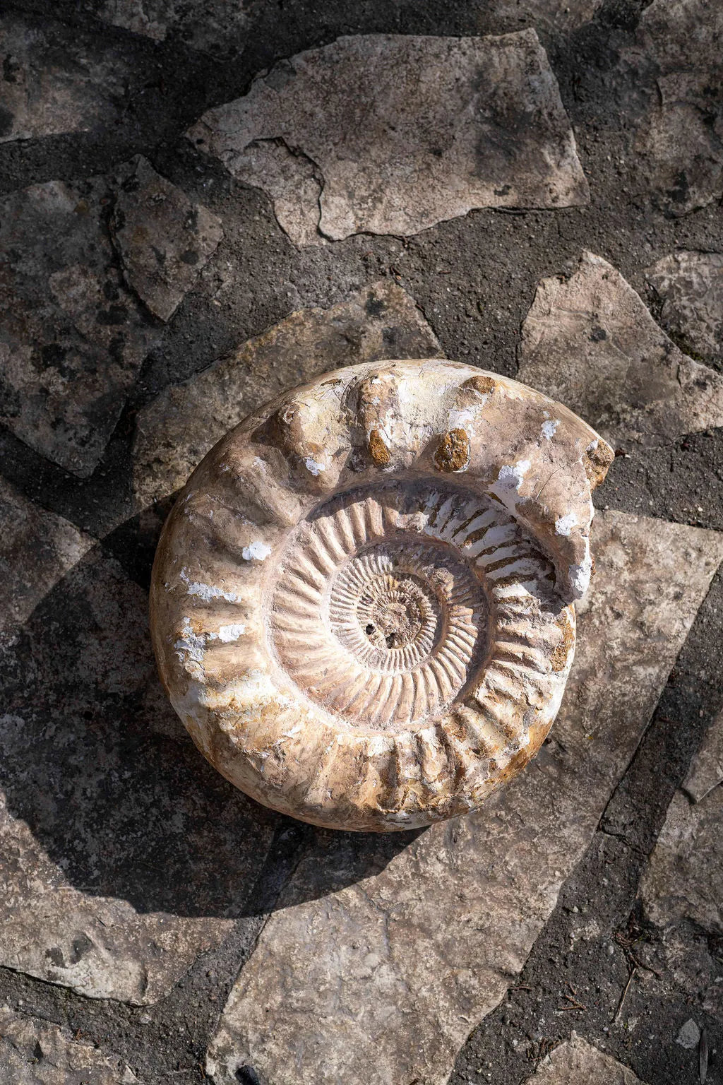 Ammonite_image