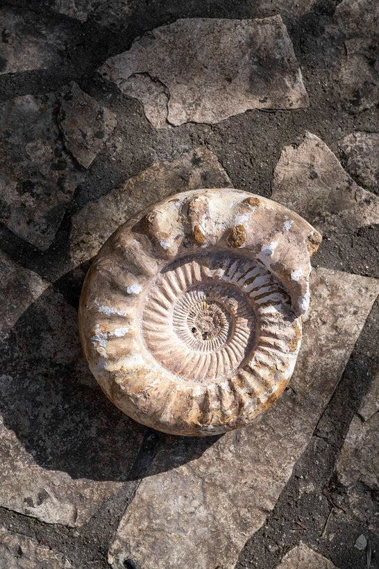 Ammonite