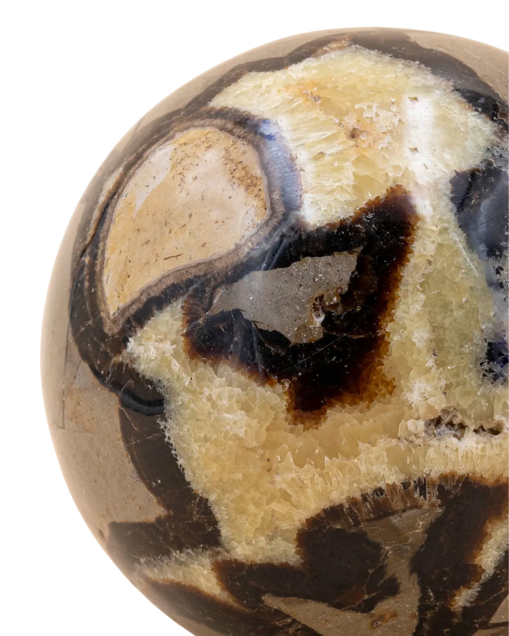Septaria_close-up