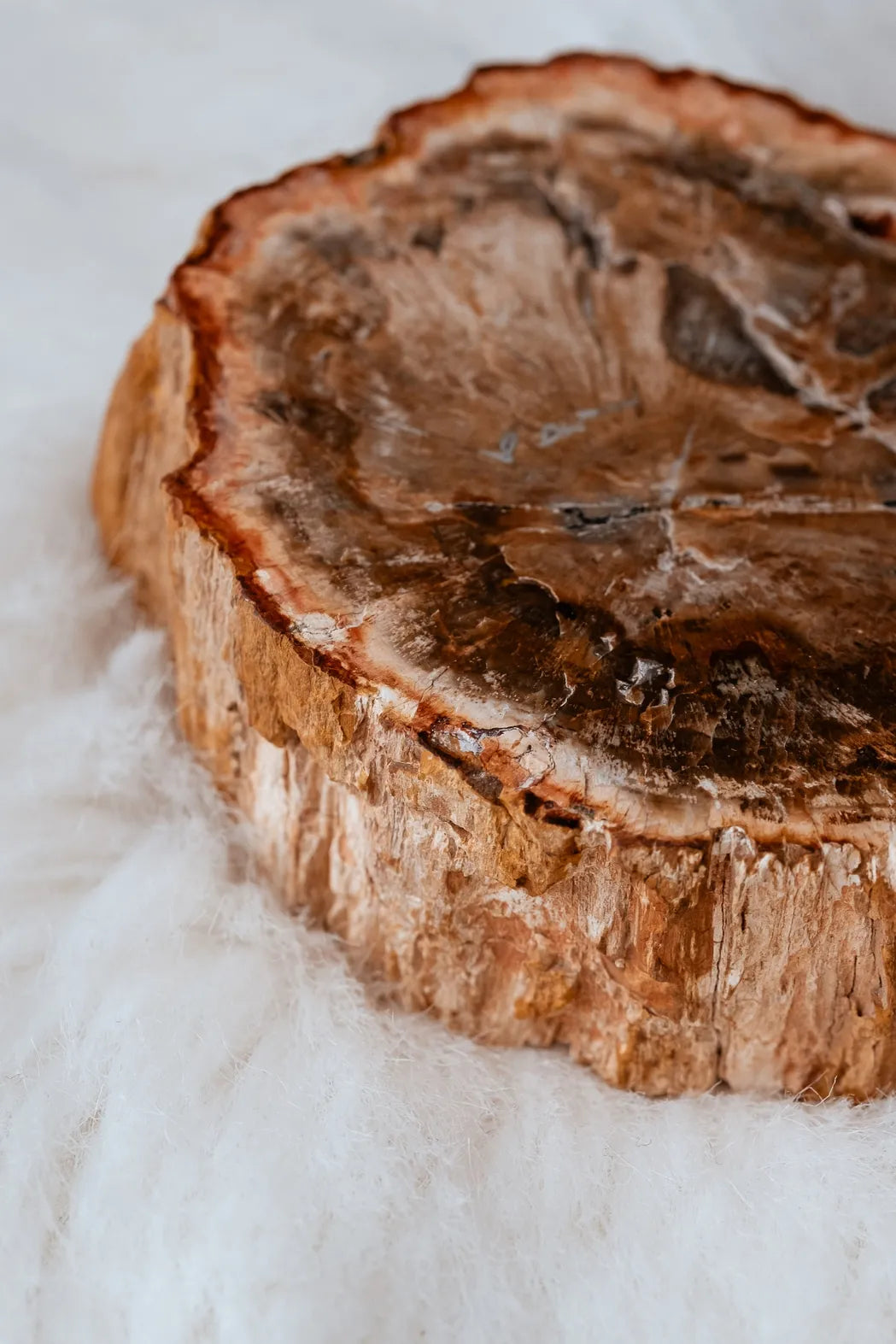 Bois fossilisé_pluriel