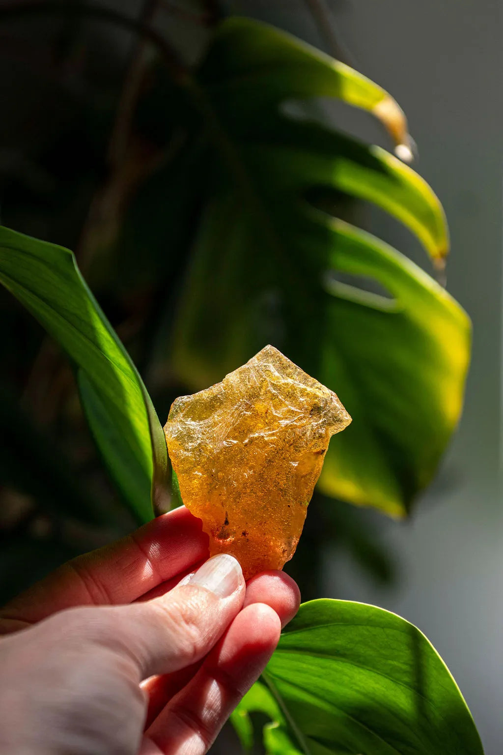 Copal_image