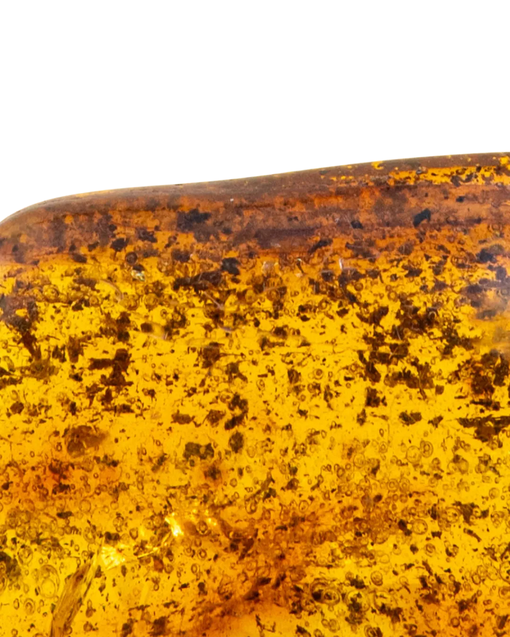 Ambre_close-up_2