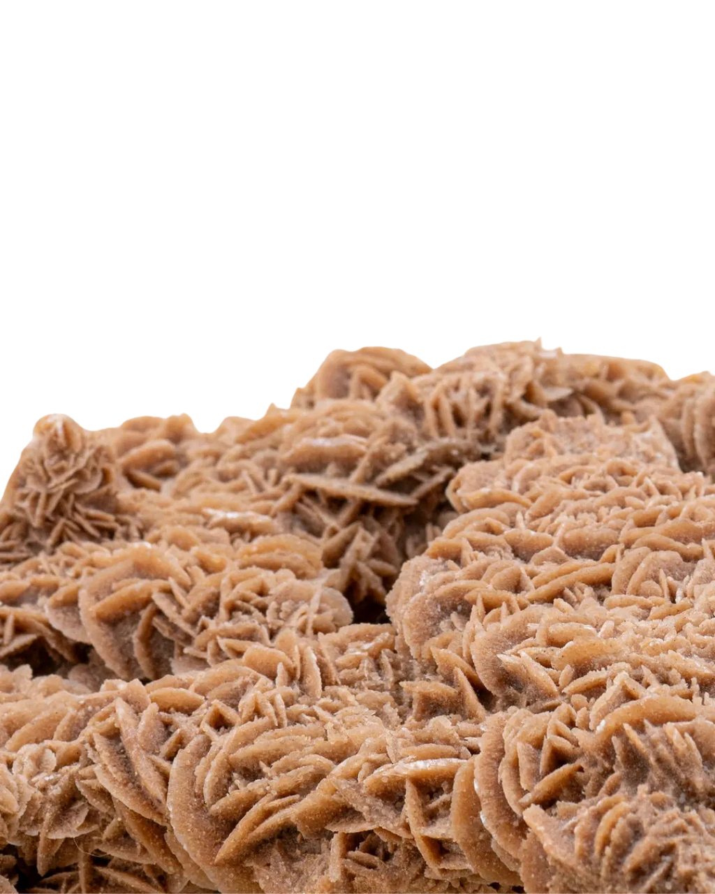 Rose des sables_close-up