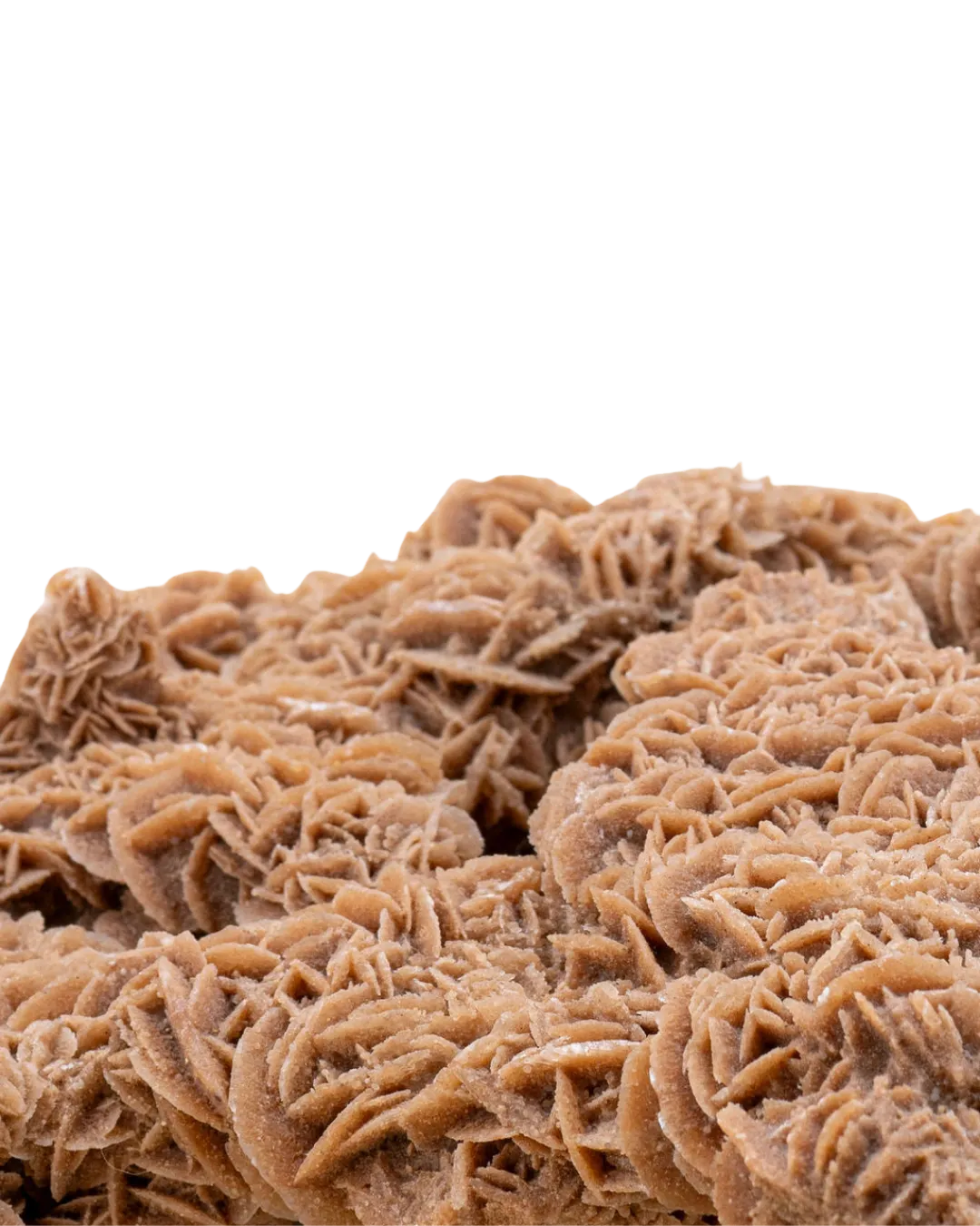 Rose des sables_close-up